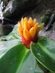Costus curvibracteatus