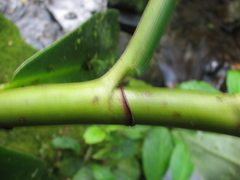 Costus curvibracteatus