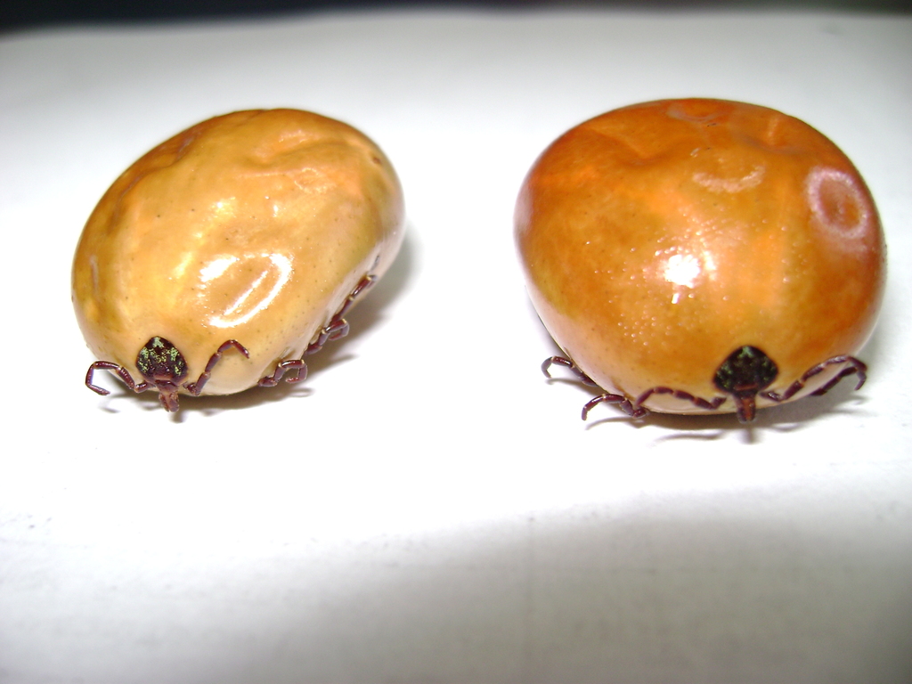 Amblyomma varium
