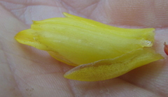 Costus curvibracteatus