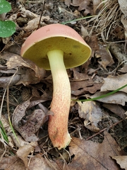 Boletus miniatopallescens