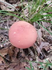 Boletus miniatopallescens