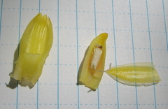Costus curvibracteatus