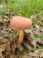 Boletus miniatopallescens