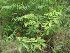 Costus curvibracteatus