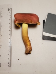 Boletus miniatopallescens