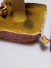 Boletus miniatopallescens