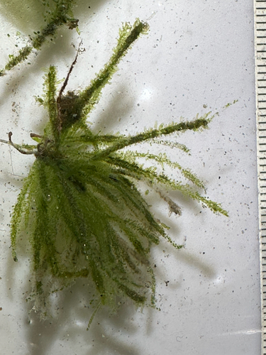 Siphonocladus tropicus observed 2025-04-16
