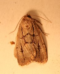 Sympistis dinalda