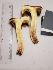 Boletus miniatopallescens