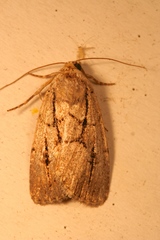 Sympistis dinalda