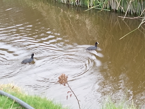 Fulica alai observed 2024-10-30