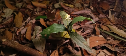 Tropidia angulosa iNat (3)