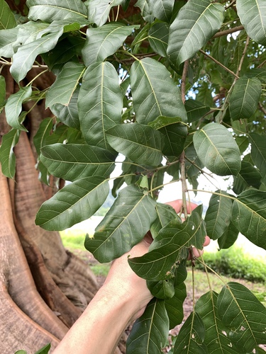 Image of Ficus virens by (c) 呂一起(Lu i-chi), some rights reserved (CC BY)