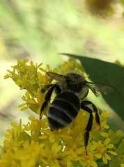Andrena
