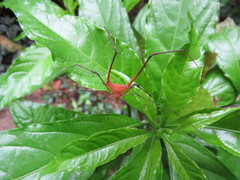 Ampheres triangularis