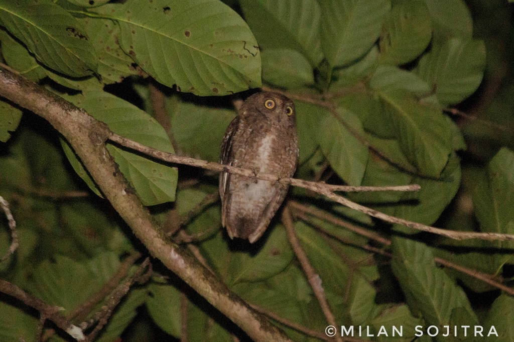 Nicobar Scops-Owl photo