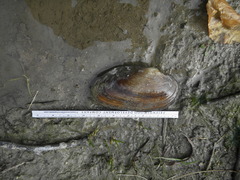 Uniomerus tetralasmus