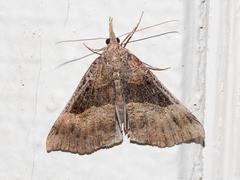 Hypena edictalis
