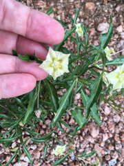 Chamaesaracha edwardsiana