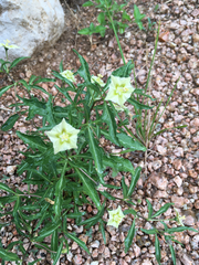 Chamaesaracha edwardsiana