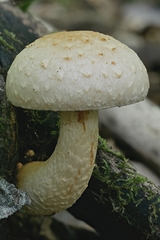 Pholiota heteroclita