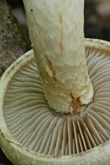 Pholiota heteroclita