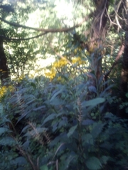 Verbesina alternifolia