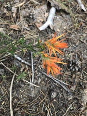 Castilleja disticha