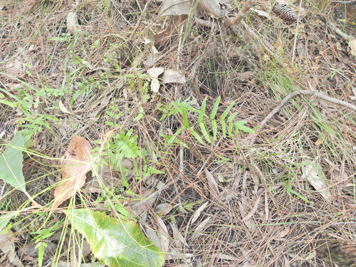 Image of Lindsaea ensifolia by (c) Scott W. Gavins, some rights reserved (CC BY)