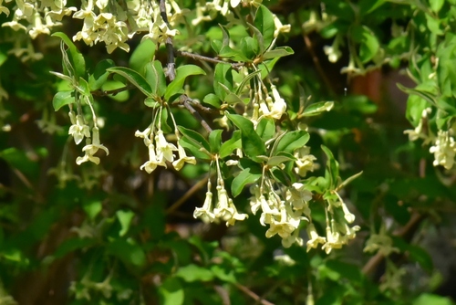 Elaeagnus multiflora observed 2025-04-08
