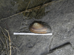 Uniomerus tetralasmus