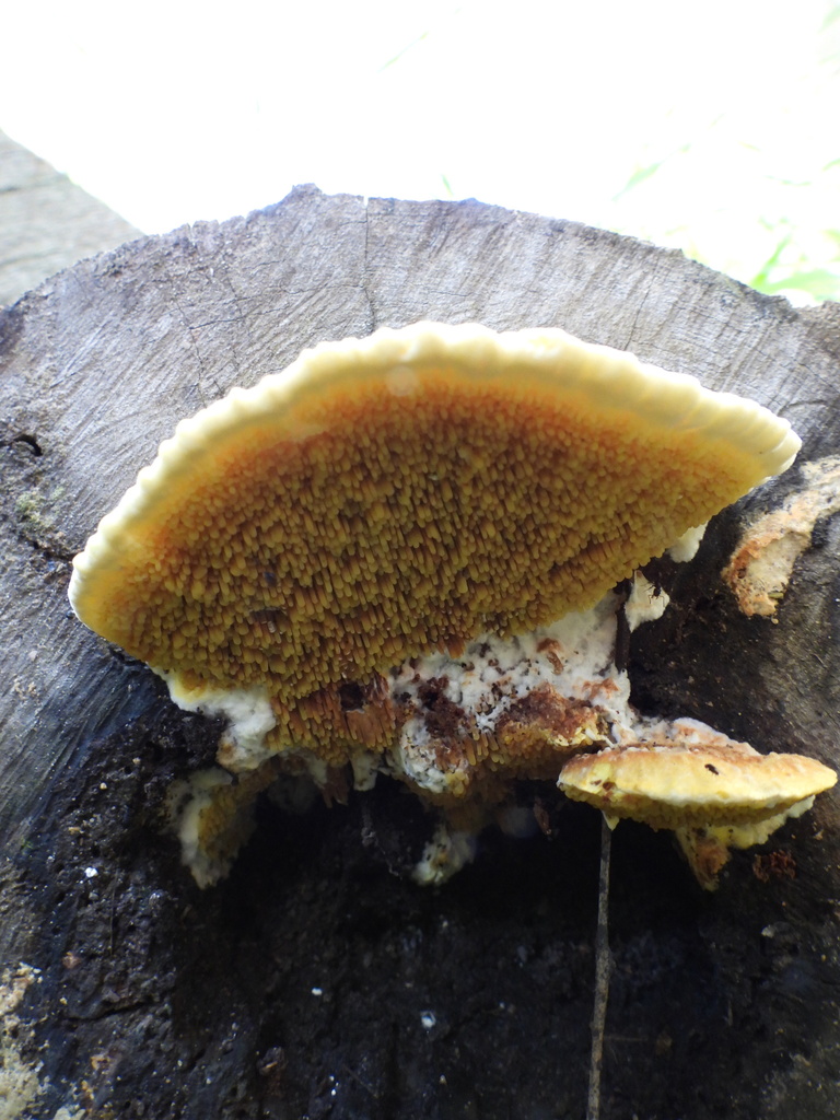 Gyrodontium sacchari · April 2025 · photo: © hatwise (iNaturalist, cc-by)