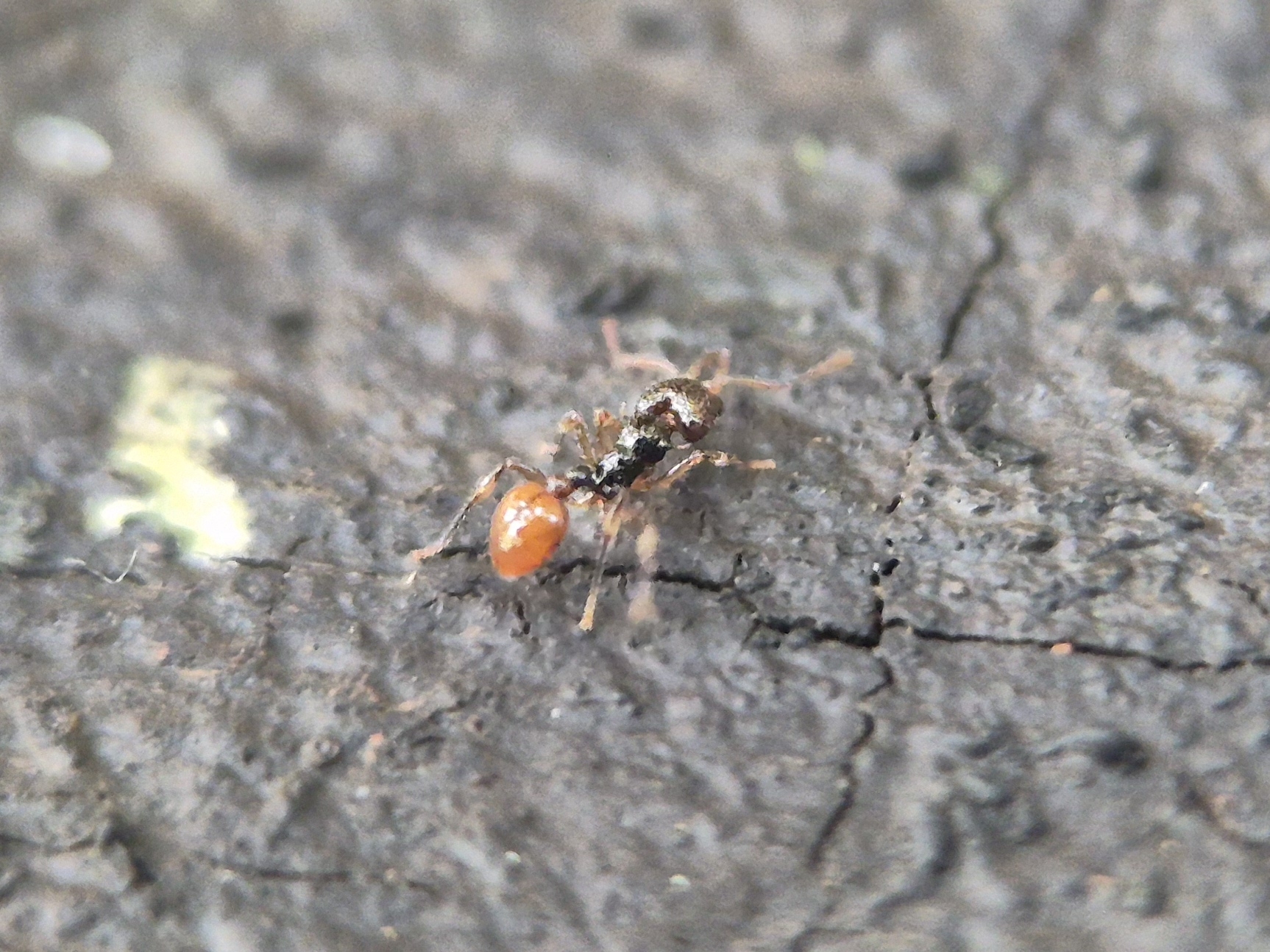 Orectognathus rostratus