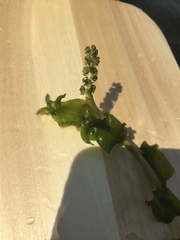 Potamogeton richardsonii