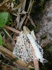 Phallus aureolatus