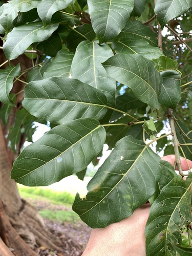 Image of Ficus virens by (c) 呂一起(Lu i-chi), some rights reserved (CC BY)