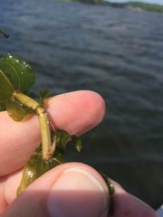 Potamogeton richardsonii