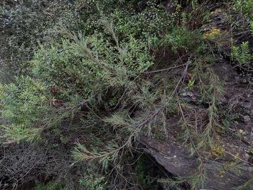 Dracophyllum uniflorum observed 2025-04-02