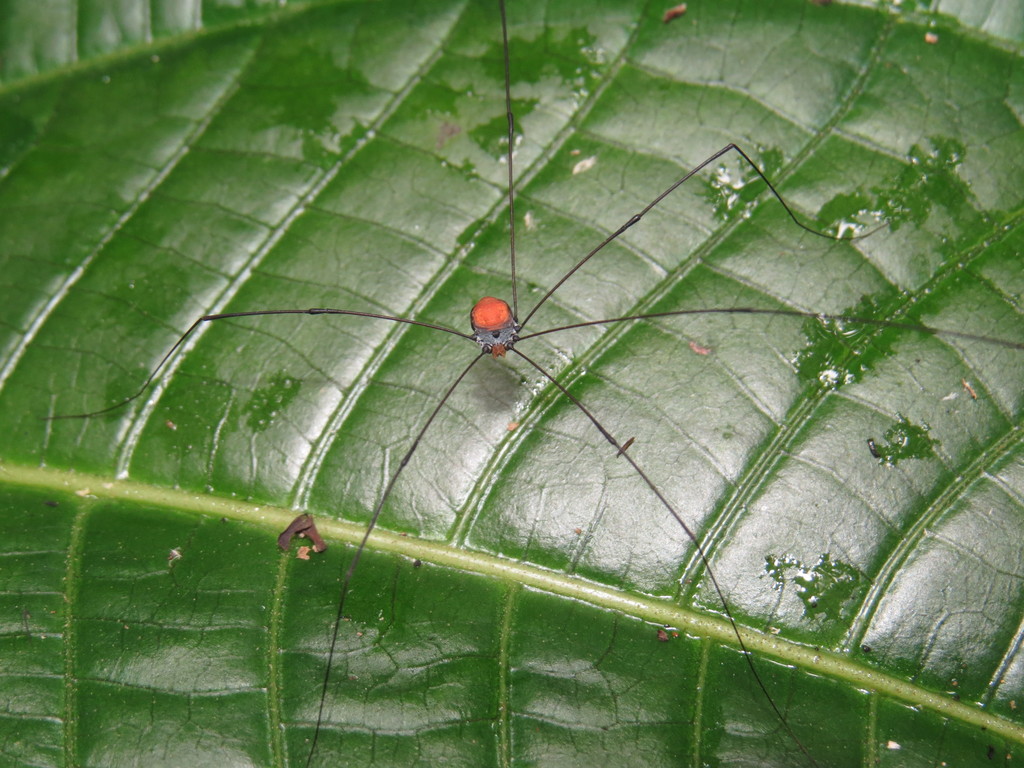 daddy longlegs