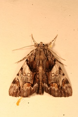 Catocala blandula