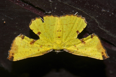 Corymica