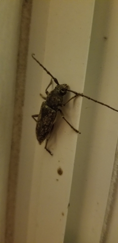 Robust Oak Borer photo 3