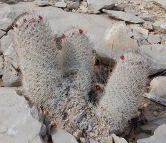 Mammillaria pottsii