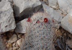 Mammillaria pottsii