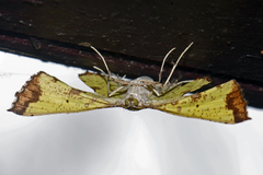 Corymica