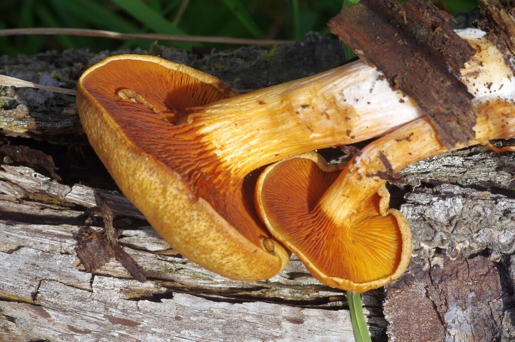 Gymnopilus junonius · April 2025 · photo: © hokonui (iNaturalist, cc-by)