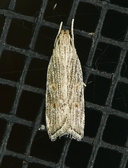 Helcystogramma chambersella