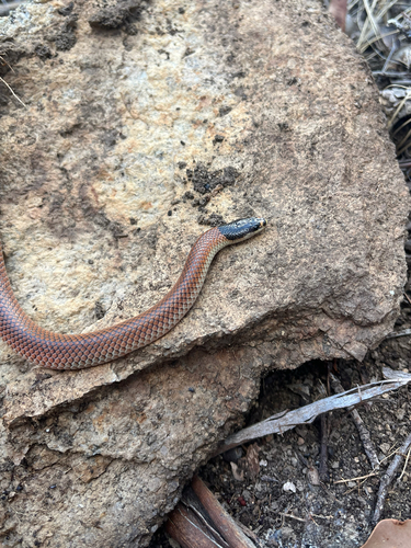 Black-headed Snake, Suta gouldii