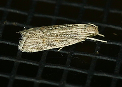 Helcystogramma chambersella